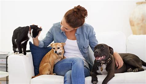 pet sitting services in sydney.